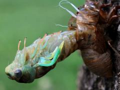 () (Scissor Grinder) teneral molting from nymph on Siberian Elm