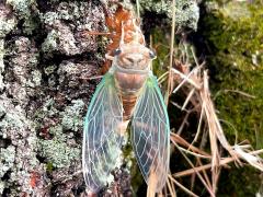 () (Scissor Grinder) female molting from nymph on Chinquapin Oak