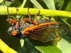 () (Dwarf Periodical Cicada) female ovipositing on White Oak
