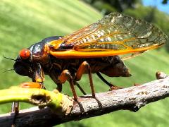 () (Pharaoh Periodical Cicada) female ovipositing on White Oak