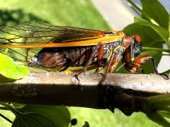 () (Pharaoh Periodical Cicada) female ovipositing on Crab Apple