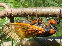 () (Dwarf Periodical Cicada) female ovipositing on White Pine