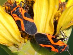 () (False Milkweed Bug) mating dorsal on False Sunflower