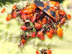 () (Large Milkweed Bug) pod on Common Milkweed