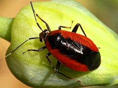 () (Dislocatus Plant Bug) on Wild Garlic