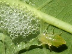 () (Meadow Spittlebug) nymph bubble on Hemp Dogbane
