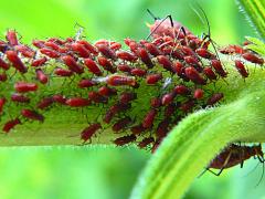 () (Brown Ambrosia Aphid) on Tall Goldenrod