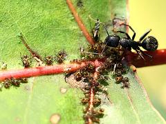() (Black Carpenter Ant) Poplar Aphid on Cottonwood