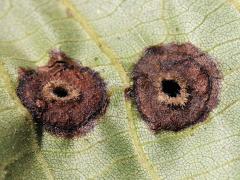 () (Globular Hickory Phylloxera) underside galls on Shagbark Hickory
