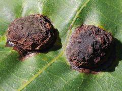 () (Globular Hickory Phylloxera) upperside galls on Shagbark Hickory
