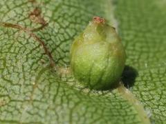 () (Grape Phylloxera) underside gall on Riverbank Grape