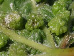 () (Grape Phylloxera) underside galls on Riverbank Grape