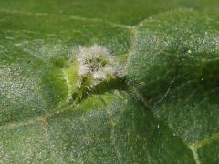 () (Grape Phylloxera) upperside gall on Riverbank Grape