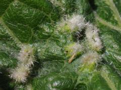 () (Grape Phylloxera) upperside galls on Riverbank Grape