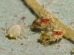 () (Neosymydobius Aphid) underside on Bur Oak