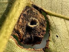 () (Phylloxera Aphid) underside gall on Shagbark Hickory