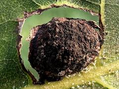 () (Phylloxera Aphid) upperside gall on Shagbark Hickory