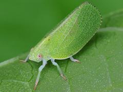 () (Green Cone-headed Planthopper) dorsal on Pokeweed