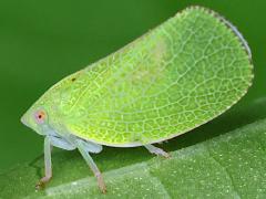 () (Green Cone-headed Planthopper) lateral on Pokeweed