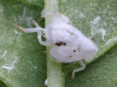 () (Citrus Flatid Planthopper) nymph waxy filaments on Pokeweed