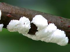 () (Two-marked Treehopper) egg plugs on Wafer Ash