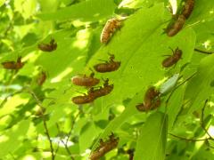 () (Dwarf Periodical Cicada) molted exuviae on Hackberry