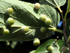 () (Hackberry Nipplegall Psyllid) underside galls on Hackberry