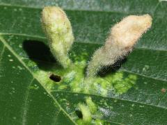 () (Oriental Grass Root Aphid) upperside galls on American Elm