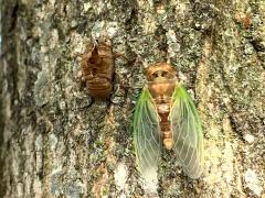 () (Northern Dog-day Cicada) male molting from nymph on Sugar Maple