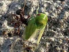 (Eight-lined Leafhopper) and Myrmica Furrowed Ant