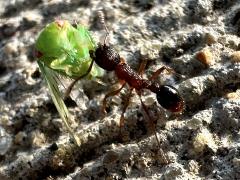 (Myrmica Furrowed Ant) dragging Eight-lined Leafhopper