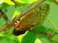 () (Dwarf Periodical Cicada) on Gray Dogwood
