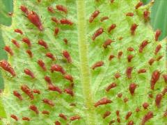 () (Brown Ambrosia Aphid) on Cup Plant