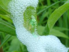 () (Philaenini True Spittlebug) nymph on Tall Goldenrod