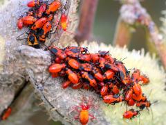 () (Large Milkweed Bug) pod on Common Milkweed