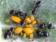 (Small-lined Acrobat Ant) tending Oleander Aphid