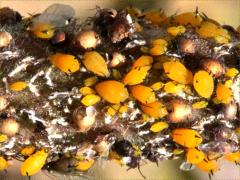 () (Oleander Aphid) on Butterfly Milkweed