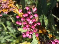 () (Oleander Aphid) on Swamp Milkweed