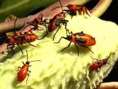 () (Large Milkweed Bug) pod on Common Milkweed