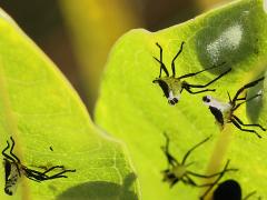 () (Large Milkweed Bug) molted exuviae on Common Milkweed