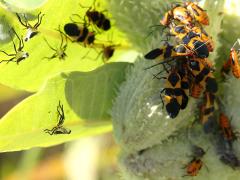 () (Large Milkweed Bug) pod on Common Milkweed
