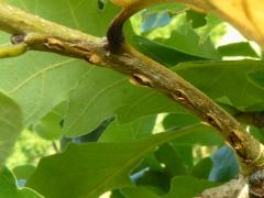 () (Dwarf Periodical Cicada) egg slits on Bur Oak