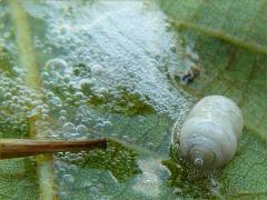 () (Clastoptera Spittlebug) nymph on Black Walnut
