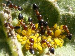 () (Small-lined Acrobat Ant) Oleander Aphid on Common Milkweed