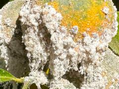 () (Cochineal Scale Bug) on Citrus