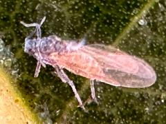 () (Aphididae Aphid) dorsal on Linden