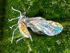 () (Aphididae Aphid) lateral on Linden