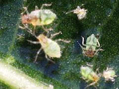 () (Aphidinae Aphid) dorsal on Linden