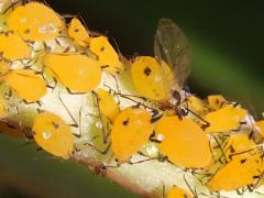 () (Oleander Aphid) on Mastic