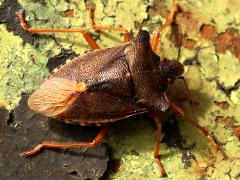 (Forest Bug) back
